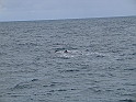 Obraz 485